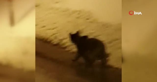 Kış uykusundan uyanan ayılar şaşkın