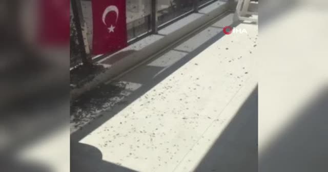 Vatandaşları korkutan arı istilası