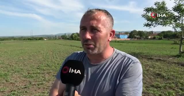 Cumhurbaşkanı Erdoğan gündeme getirmişti, ekim alanı iki katına çıktı