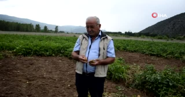 Akılalmaz hırsızlık! Tarladan söküp çaldılar