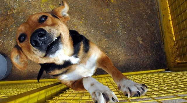 Çin'de köpek eti festivali tepkilere rağmen başladı