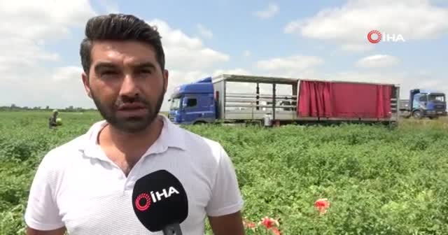 Geçen yıl üzmüştü, bu sene güldürdü! Kilogram fiyatı 1 lirayı geçti