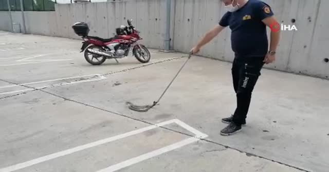 Halk otobüsüne 2 metrelik yılan şoku