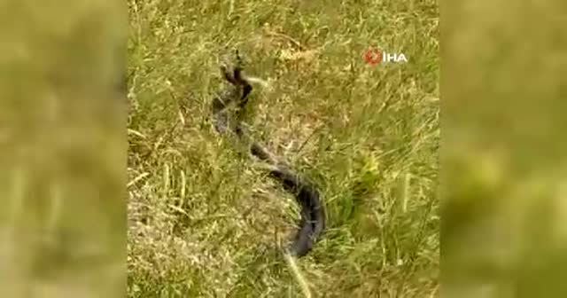 Hayrete düşüren görüntü! Siyah yılanların dansı böyle görüntülendi