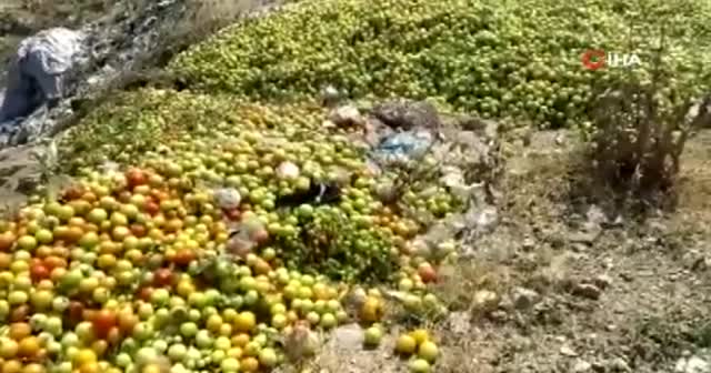 2 tır domatesi boş araziye attılar