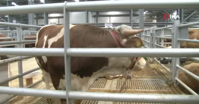 Araba fiyatına olan tonluk boğalar birbirleriyle yarışıyor