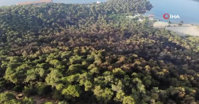 Heybeliada'da yanan ormanlık alan havadan görüntülendi