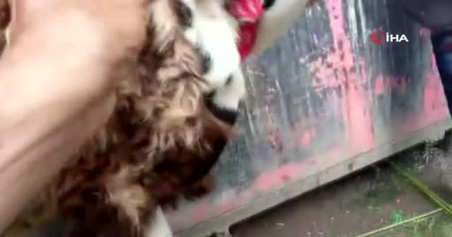 Pakistan’da üzerine koyun yünü yapıştırılan keçiyi kurbanlık koyun diye sattılar