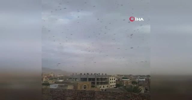 Yemen'de çekirge istilası