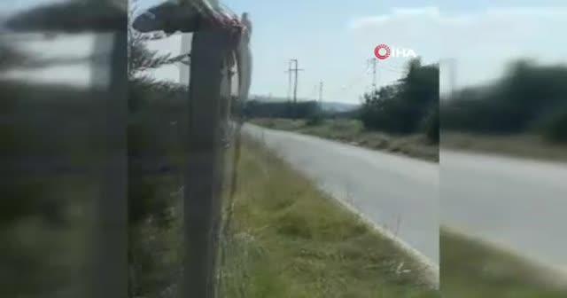 Çatalca'da iguana şaşkınlığı!