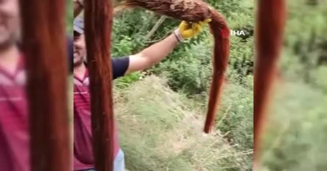İçme su hattından 3 metrelik ağaç kökü çıktı