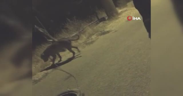Köpeğe araç lastiği bağlatıp işkence yaptı, savunmasıyla pes dedirtti