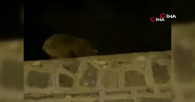 Sarıkamış’ta ayı vatandaşa el salladı
