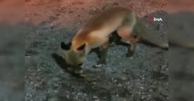 Yemeğin davetsiz misafiri "Tilki"