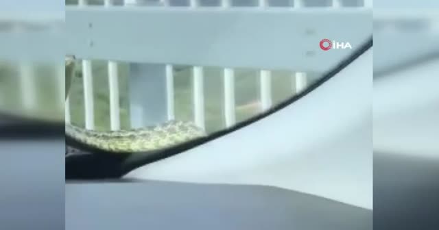 Bursa'nın konuştuğu olay! Şoför 1 metrelik yılanla bir anda göz göze geldi