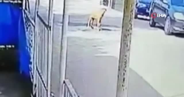Göz göre göre cipi ile köpeğin üzerinden geçti