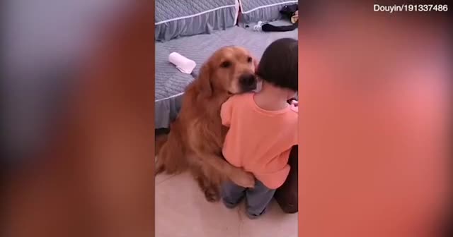 Koruyucu köpek azar işiten çocuğu teselli etti