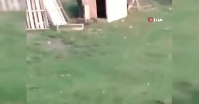Kümese giren köpeği acımasızca dövdü