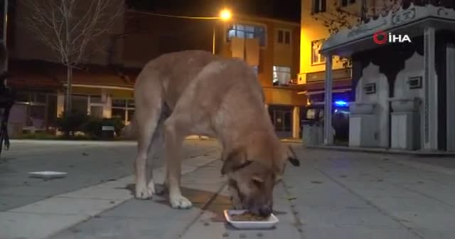 Belediye başkanı, kısıtlamada aç kalan köpekleri elleriyle besledi