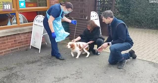 Çalındıktan 6 sene sonra köpeklerine kavuştular