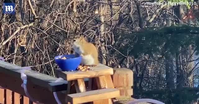 Fermente şeftali yiyen sincap sarhoş oldu