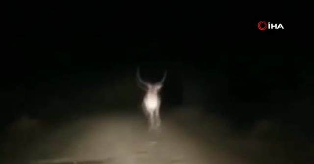Karayoluna inen geyik görenleri hayrete düşürdü