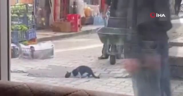 Kedinin su içtiğini fark etti, dakikalarca bekledi