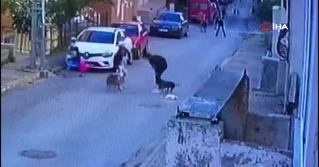 Ataşehir’de pitbull dehşeti kamerada