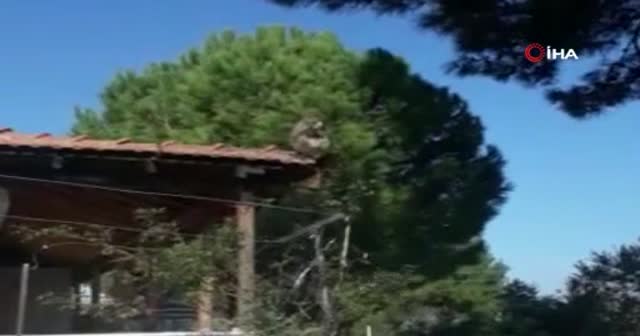 İzmir'de başıboş gezen maymun görenleri şaşırttı