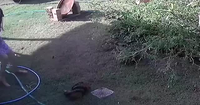 Kadın, pitonla boğuşarak köpeğini kurtardı