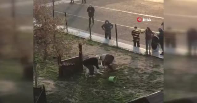 Küçükçekmece’de pitbull dehşeti