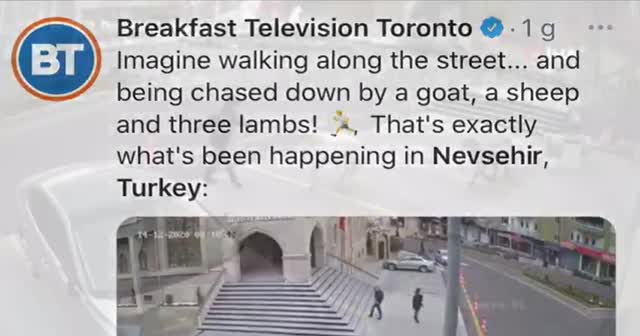 Nevşehir'in koyunları dünyanın dilinde