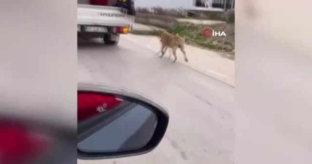 Köpeği kamyonetin arkasında sürükledi