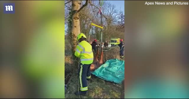 At, sürücüsüyle birlikte sırt üstü çukura düştü