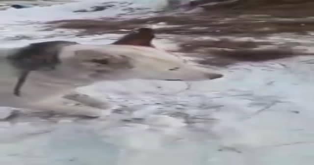 Kazakistan'da dondurucu soğuk: Hayvanlar telef oldu