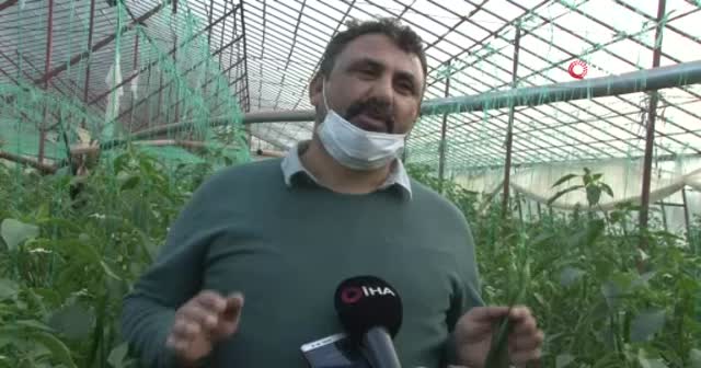 Yeşil biber fiyatındaki artış üreticiye çiftetelli oynattı