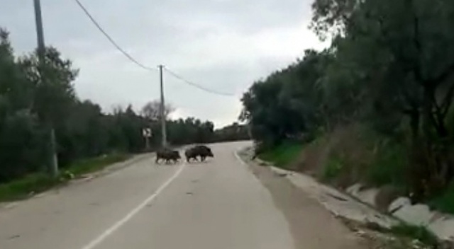 Yolda biranda karşılarına domuz sürüsü çıktı