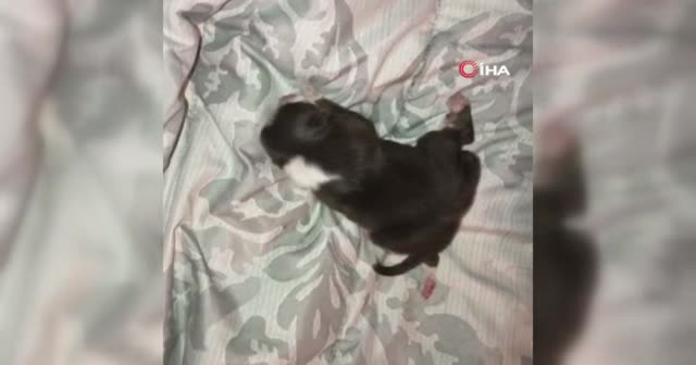 ABD'de bir köpek 6 ayaklı ve iki kuyruklu doğdu