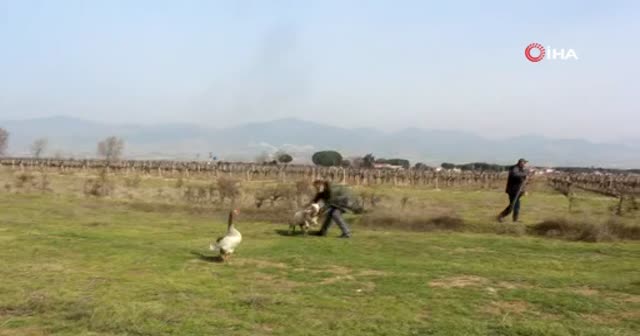 Bu kaz koyunlara çobanlık yapıyor