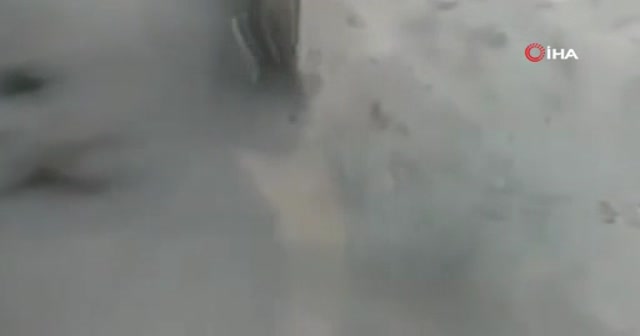 İstanbul’da pitbull dehşeti