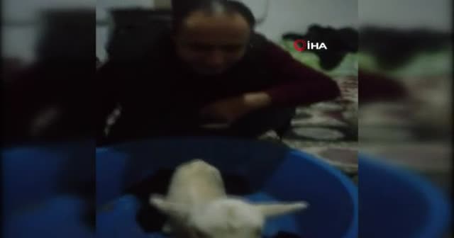 İzmir'de şaşırtan olay: Yeni doğan kuzu 'Anne' diye seslendi