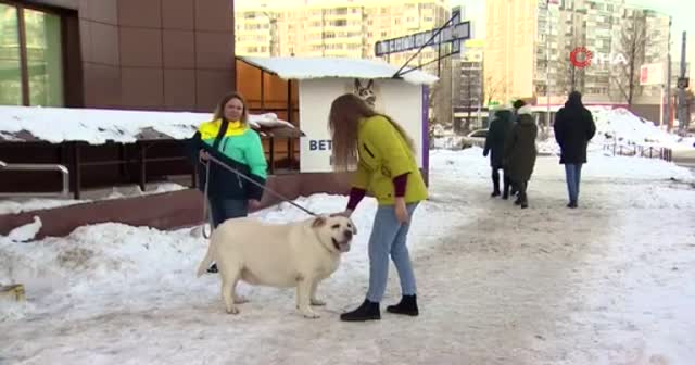 Rusya'da 87 kiloluk köpek rehabilitasyona alındı