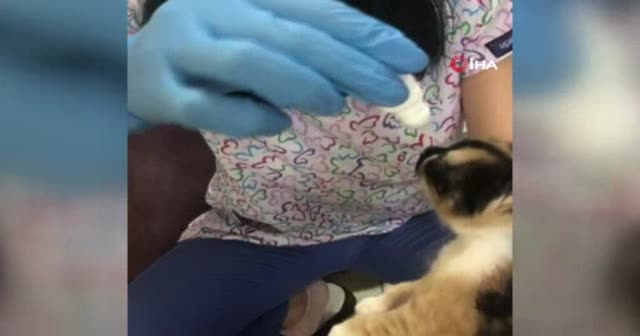 Anne kedi yavrularını doktora getirdi