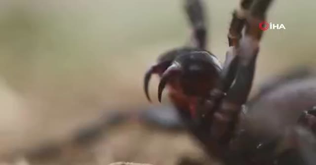 Avustralya'da ölümcül "örümcek istilası" paniği