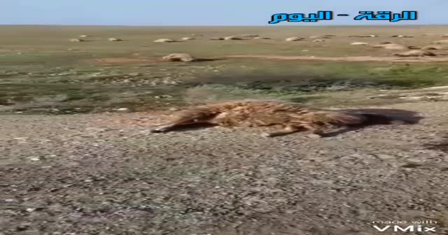 Hama'da Rejim askerleri ve Şii milislerden koyun katliamı