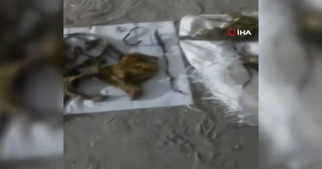 Hindistan’da ineğin midesinden 71 kilo atık çıktı