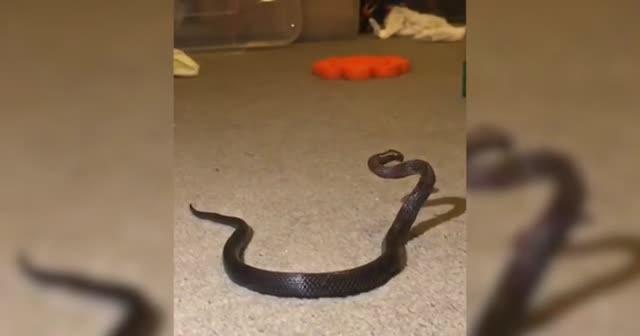 Oyuncak sandı gerçek çıktı! Avustralyalı anne çocuğunun odasında yılan gördü