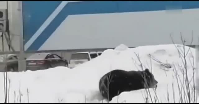 Rusya'da şehre inen ayı paniğe neden oldu