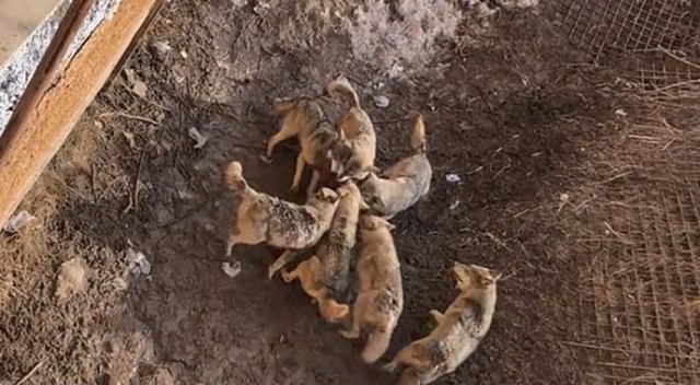 Hayvanat bahçesinde kurtlar, aralarına düşen köpeği parçaladı