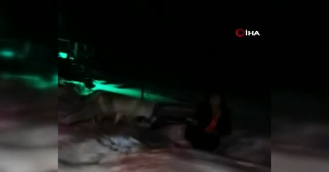 Her gece evine gelen tilkiyi peynirle besliyor